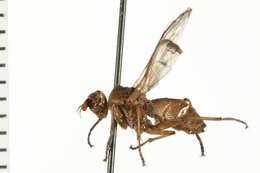 Image of Tetanocera plumosa Loew 1847