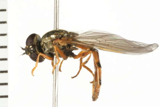 Image of Platycheirus scambus (Staeger 1843)