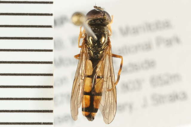 Image of Platycheirus scambus (Staeger 1843)