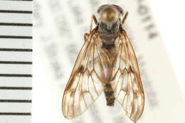 Image of Common Snipe Fly