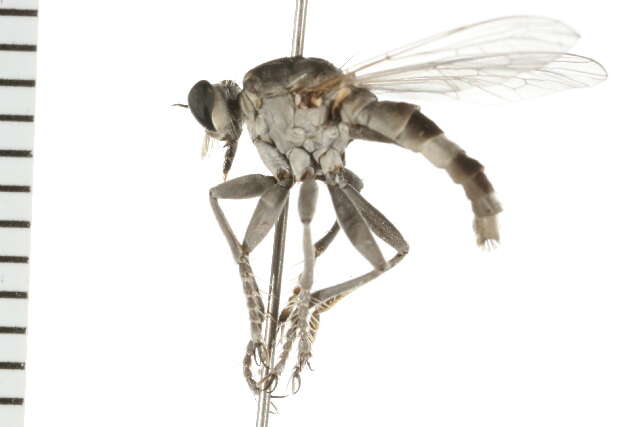 Image of Three-banded Robber Fly