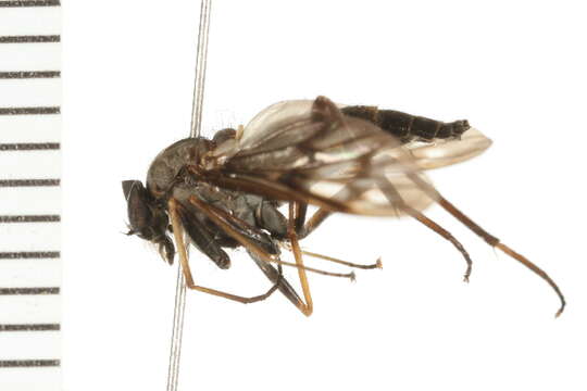 Image of Common Snipe Fly