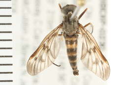 Image of Common Snipe Fly