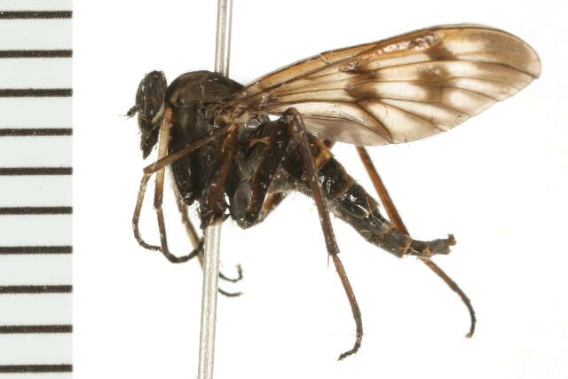 Image of Common Snipe Fly