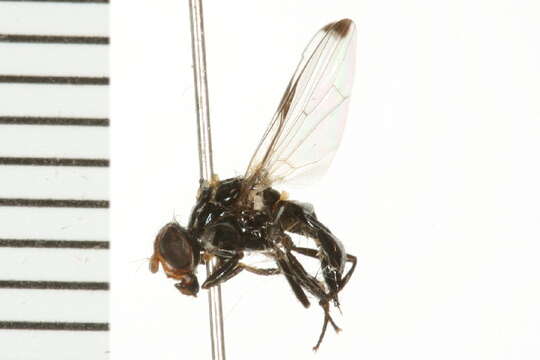 Image of Seioptera