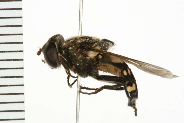 Image of Sericomyia lata (Cqouillett 1907)