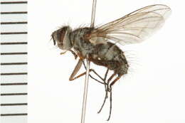 Image of Cryptomeigenia