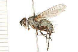 Image of Cryptomeigenia