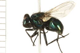 Image of Neomyia