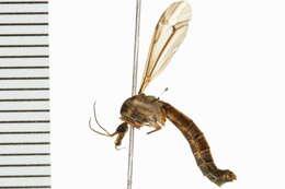 Image of Tipula (Yamatotipula) vicina Dietz 1917