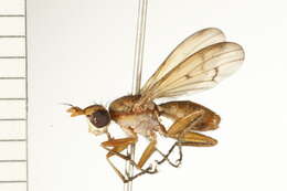 Image of Tetanocera plumosa Loew 1847