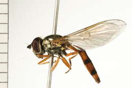 Image of Platycheirus scambus (Staeger 1843)