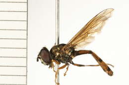 Image of Platycheirus scambus (Staeger 1843)