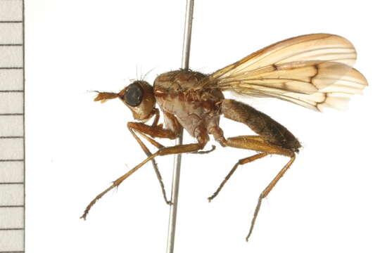 Image of Tetanocera plumosa Loew 1847