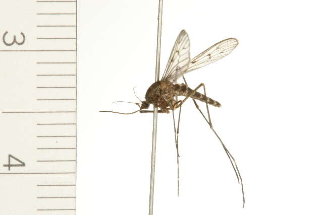 Image de Culiseta incidens (Thomson 1869)