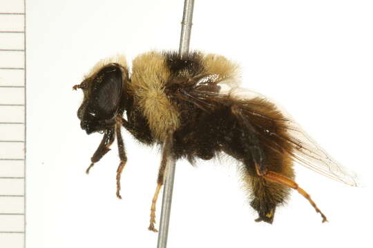 Image of Eristalis flavipes Walker 1849