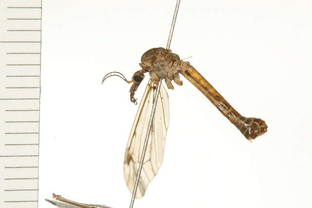 Image of Tipula (Pterelachisus) banffiana Alexander 1946