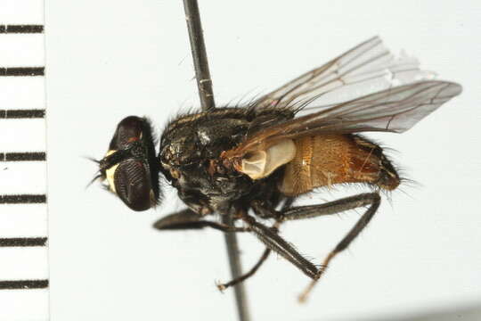 Image of house fly