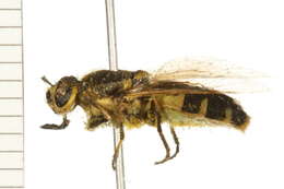 Image of Anoplodonta