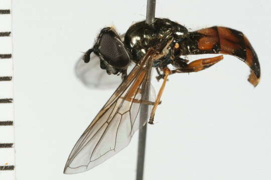 Image of Platycheirus granditarsis (Forster 1771)