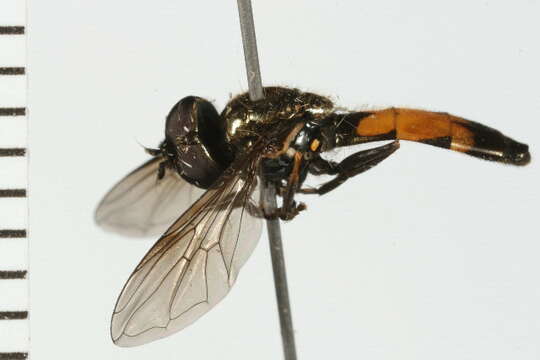 Image of Platycheirus granditarsis (Forster 1771)