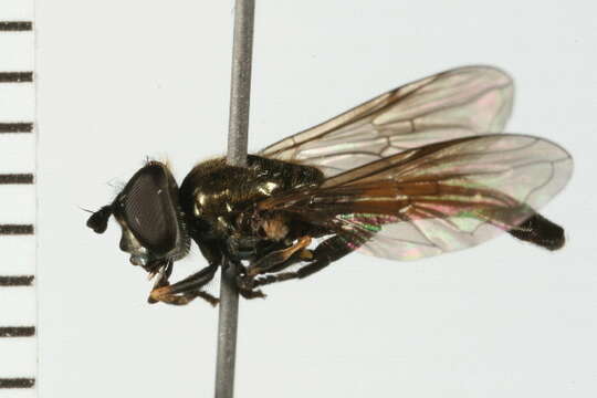 Image of Platycheirus granditarsis (Forster 1771)