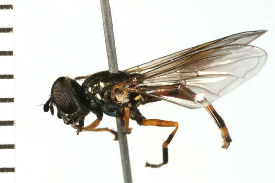 Image of Platycheirus granditarsis (Forster 1771)