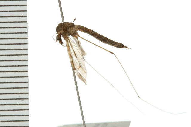 Image of Tipula (Beringotipula) coloradensis Doane 1911