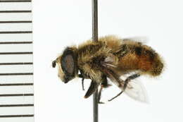 Image of Eristalis anthophorina (Fallen 1817)