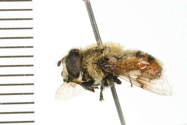 Image of Eristalis anthophorina (Fallen 1817)