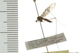 Image of Dicranomyia (Dicranomyia) defuncta (Osten Sacken 1860)