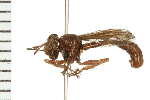 Image of Physocephala burgessi (Williston 1882)