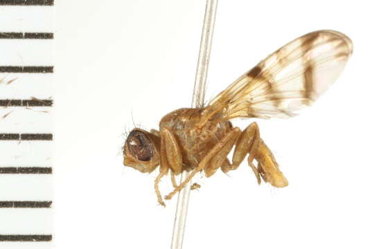 Image of Rose Hip Fly