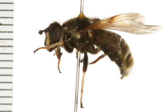 Image of Sericomyia militaris Walker 1849