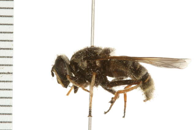 Image of Sericomyia militaris Walker 1849