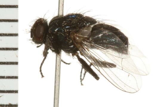 Image of Dasyphora canadiana