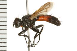 Image of Cylindromyia binotata (Bigot 1878)