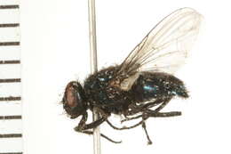 صورة Dasyphora canadiana