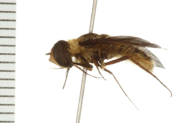 Image of Poecilanthrax tegminipennis (Say 1824)