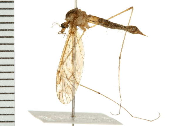 Image of Tipula (Beringotipula) coloradensis Doane 1911