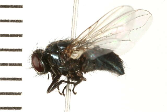 صورة Dasyphora canadiana