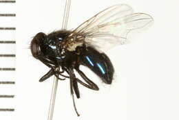 صورة Dasyphora canadiana