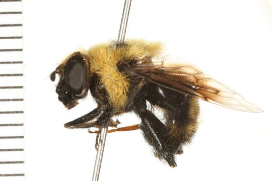 Image of Eristalis flavipes Walker 1849