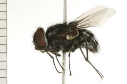 Image of Graphomya cf. ungava