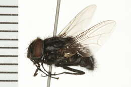 Image of Graphomya cf. ungava