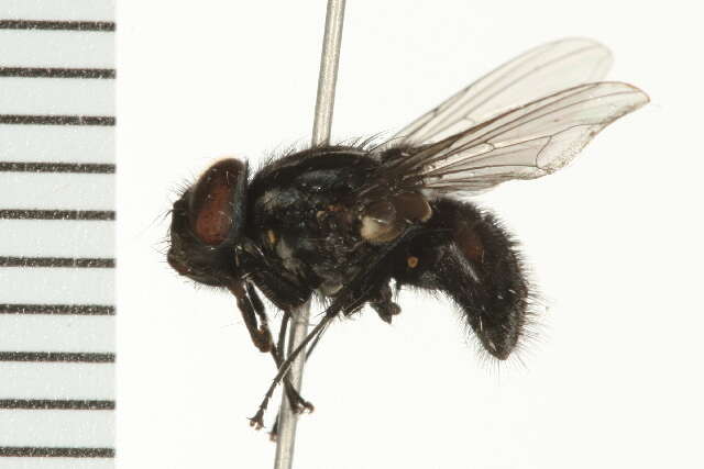 Image of Graphomya cf. ungava