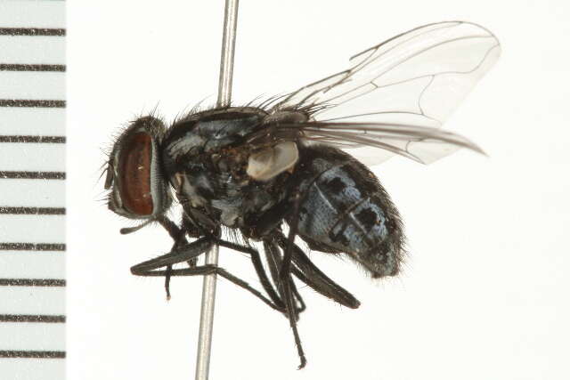 Image of Graphomya cf. ungava