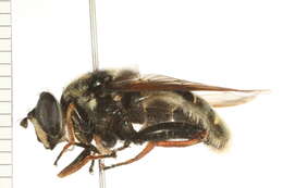 Image of Sericomyia militaris Walker 1849