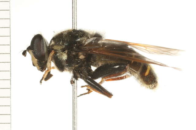 Image of Sericomyia militaris Walker 1849