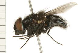 Image of Graphomya cf. ungava